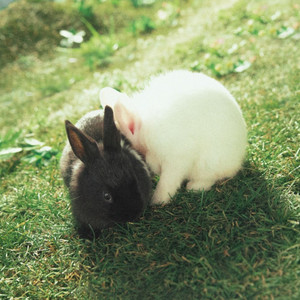 Écouter "She`s a Baby" de Zico