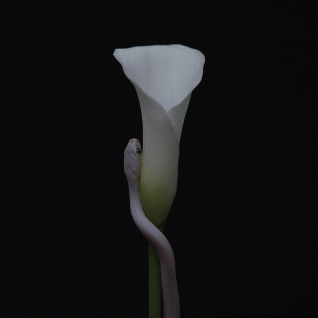Parrhesia artwork
