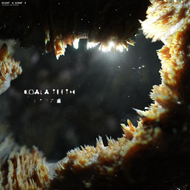 Koala Teeth album cover art