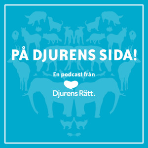 97. Vad händer med kornas rätt till bete?