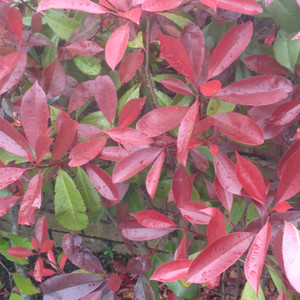 When to Prune Red Robin & Apple Trees - October Garden Tips  The Irish  Gardener