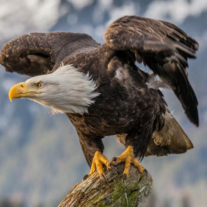 Eagles Go Forth! episode artwork
