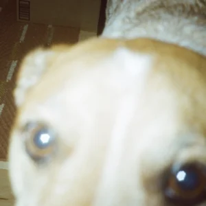 DOGWATER 2