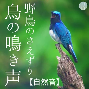CD 鳥 自然音 癒しの森 鳴き声