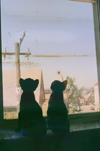 Music To Play While Your Pets Nap