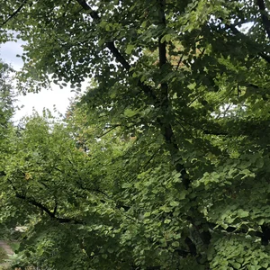 Piano for staring at trees Spotify playlist cover art
