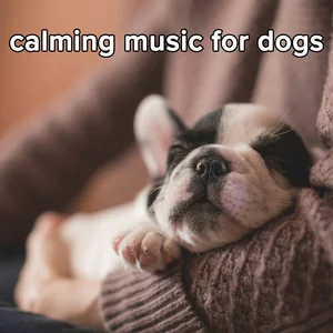 calming music for dogs playlist cover