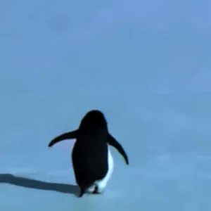 The penguin edit — cover art