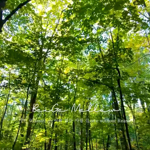 [BeiGe Mellow] Fresh air🍀Piano music for a Walk in the Forest playlist cover