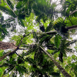 Solomon Islands Music 🇸🇧 — cover art