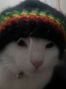 Cat marley cover