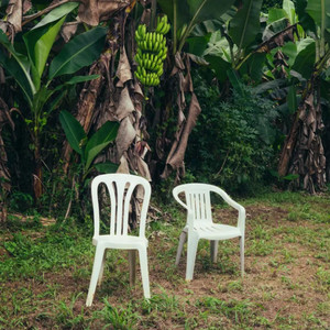 Dos sillas de plástico blancas en un área verde rodeada de plantas de banano.