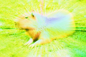 Capybara Wave - playlist by Jim Mikochik | Spotify