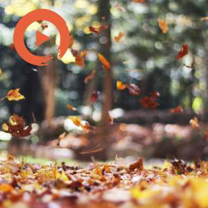 Artists That Feel Like Fall — musicto