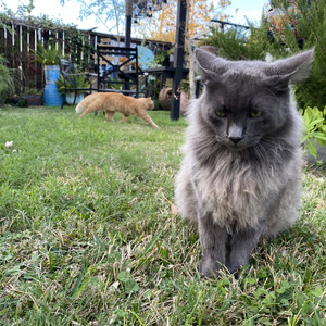 megaplaylist — cover art