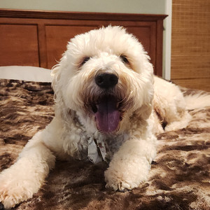 Murphy — cover art