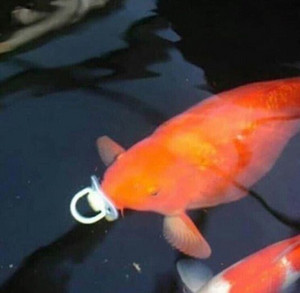 hot koi summer cover