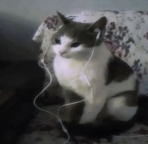 dont wanna be what i am