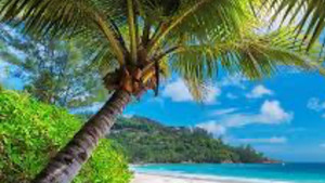 Bahamas party playlist — cover art