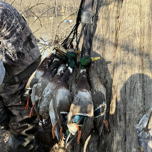 Gunnar🦆🐗🦌 — cover art