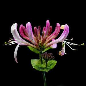Imagem de Honeysuckle