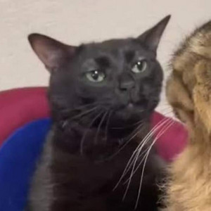 Metal Playlist By George Aston Spotify