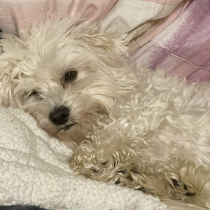 Okami’s Sleepy Time Playlist — cover art