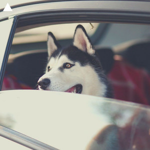 🔥 CAR HITS: DOG APPROVED - BEST TOP DJ - ELECTRONIC MUSIC - FUTURE BASS - DANCE POP 🔥 cover