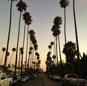 Palm Trees
