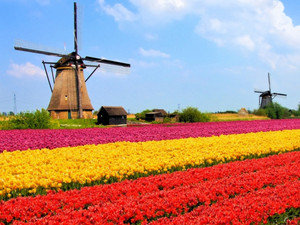 The best of Dutch Music — cover art