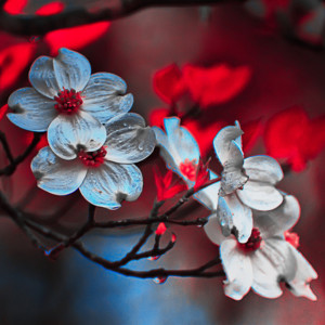 Dogwoods cover