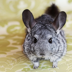 Chinchilla cover