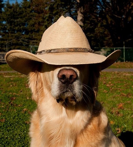 country (but only the good ones) 🤠