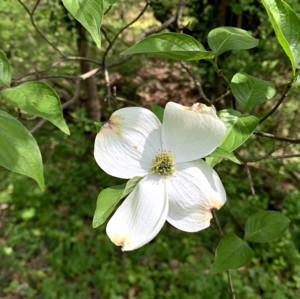 megaplaylist — cover art