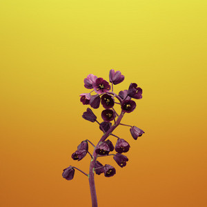 Fresh New Artist