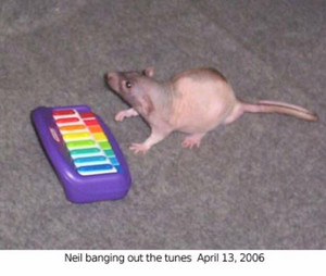 Neil banging out the tunes - playlist by ᘛ⁐̤ᕐᐷ | Spotify