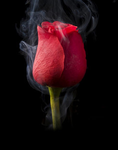 Black Roses Playlist By Silvaleja 80 Spotify