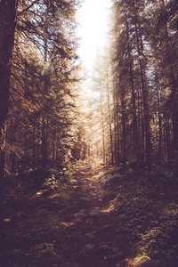 Folk-Hop 🌻 acoustic lofi • nature beats • lofi folk cover