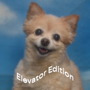 Elevator Edition cover