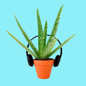 Aloe Vera | Love Me Mini