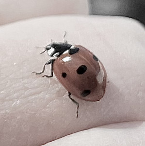 рџђћ Playlist By Ava Spotify