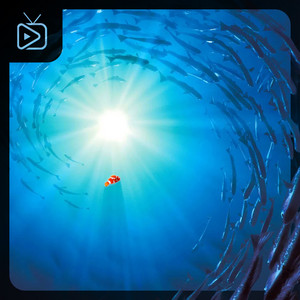 Finding Nemo Soundtrack