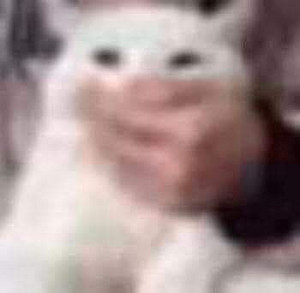 no meows