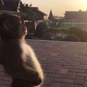 Nipples  — cover art