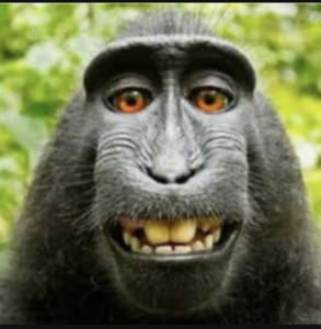 Imagem de Macaco