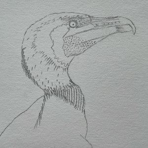 Bird Song #1 (This Bird Has Flown) cover