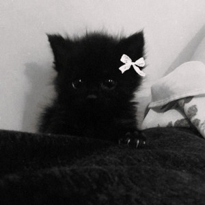 Main Playlist By Vivi Spotify