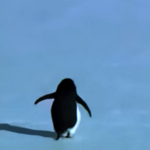 The penguin edit — cover art