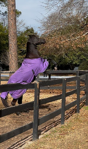 Horse girls playlist (trust me all of the equestrians know them) — cover art