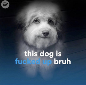 this dog is fucked up bruh™️ - playlist by lila | Spotify